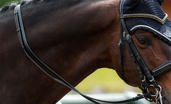 Débourrage de jeune cheval à Compiègne