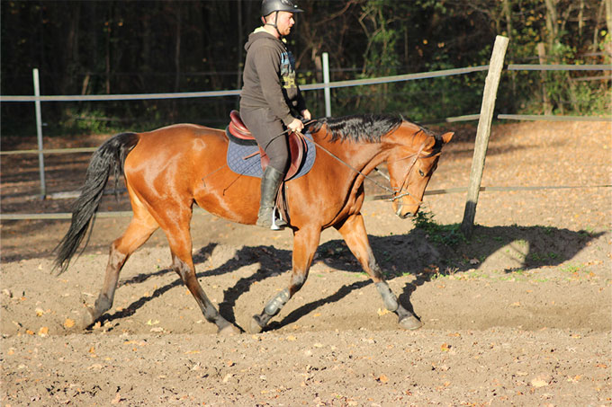 Xavier Delecluse, cavalier et moniteur d'équitation indépendant à Compiègne