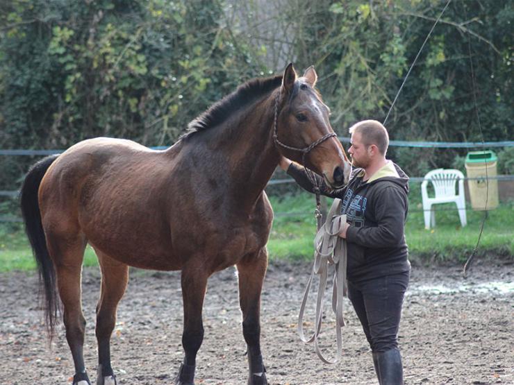 
												Débourrage de jeunes chevaux à Compiègne