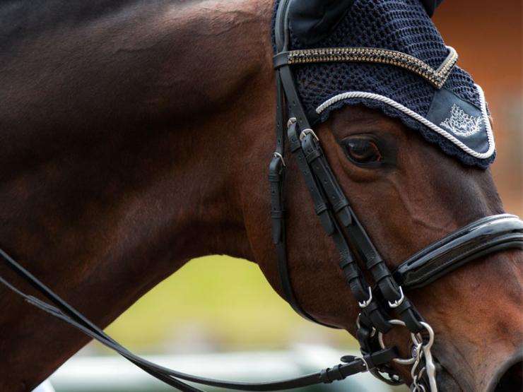 
												Entretien physique de votre cheval à Compiègne